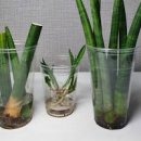 스투키 키우기 새순 번식 물주기 분갈이 수경재배 방법 이미지