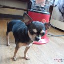 강영석동물병원 이미지