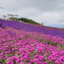 아스타축제 이미지