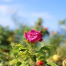 해월도가 이미지