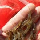 일출농장 이미지