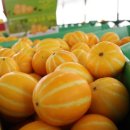 권오선농장 이미지