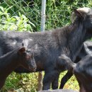 누리흑염소 이미지