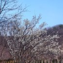 봄꽃에내린단비 이미지