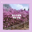 김창환 동산의추억 | 서울 근교_부천 진달래 동산 최신 개화 현황 및 코스 주차장 정보 야경 방문후기