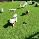 댕글라이프 이미지