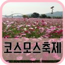 구리 코스모스축제 일정 : 주차 : 작년에 다녀온 후기