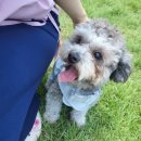 데이지 독 이미지