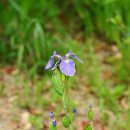 부채붓꽃 Iris setosa Pall. ex Link 이미지