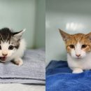 광주TNR동물병원(송정) 이미지