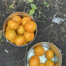 901 | 제주 귤따기 체험 제주농원 901 솔직후기