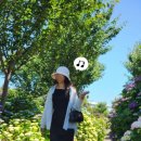 당구이야기 서귀본점 | 🌿 답다니수국밭부터 고등어회까지, 행복했던 제주여행 2일차