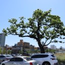 구.울산초 이미지