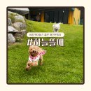 하늘 | 세종 애견카페 넓은 강아지 잔디 운동장 하늘뜰애 내돈내산후기