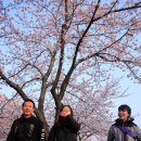 가스펠리아 | 벚꽃여행 - 진해