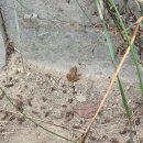 동보목욕탕 | <애견동반 당진여행> 충남 당진 독채 애견펜션 파머스데이 재방문 C동 수영장 후기