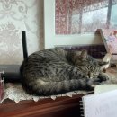 고양이의 하루 이미지