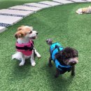 더힐동물병원 이미지