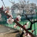 와이에이치 종합건설(주) | 김해건설공고 매화 명소 와룡매 개화시기 실시간 현황 주차장 포함