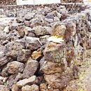 제주배또롱 이미지