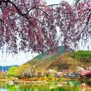 창녕 영산 만년교 이미지