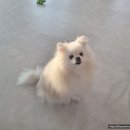 멍친카페 네이버블로그