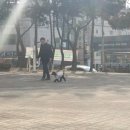 도그헬퍼 이미지