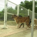 세계명견 감곡켄넬 이미지