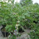 철마농장 이미지