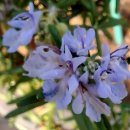 로즈마리 이미지