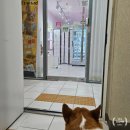 구르미맘마 이미지