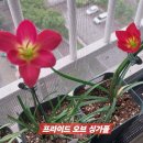 제피