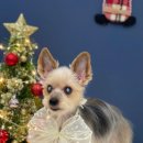 나의 반짝 그루밍 이미지