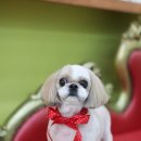 올리브 애견 이미지