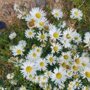 여름꽃농장 이미지