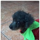 엄마손동물병원 이미지