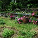 뜨락풍경 이미지