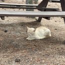 고래불국민야영장 이미지