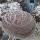 농부의아침영농조합법인 이미지