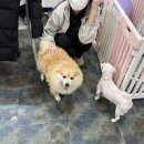 애틋하개 이미지