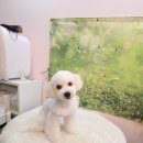 살롱드 멍 이미지