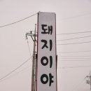 원조돼지이야기