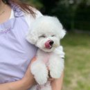 명지애견 이미지