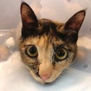 삼양동물병원 이미지