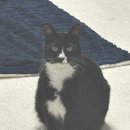 해성병원 | [고양이] 용인 해성동물병원_고양이 진찰후기_2번째 방문