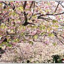 부산 민주공원 왕벚꽃과 이방인 이미지