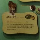 하범 | 서울대공원 동물원 방문기 &lt;1편&gt; - 표범사, 우리숲 우리동물, 호랑이사, 곰사