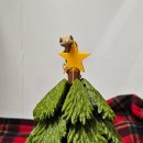 고강동물병원 | 아픈 크레 에그바인딩 ? 난포정체? 파충류 동물병원 방문 후기