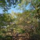 오동숲속도서관 | 성북구 오동공원 오동숲속도서관 가는 방법 및 운영시간 성북구 산책길 데이트 장소 추천!!