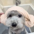 다올 그루밍 이미지